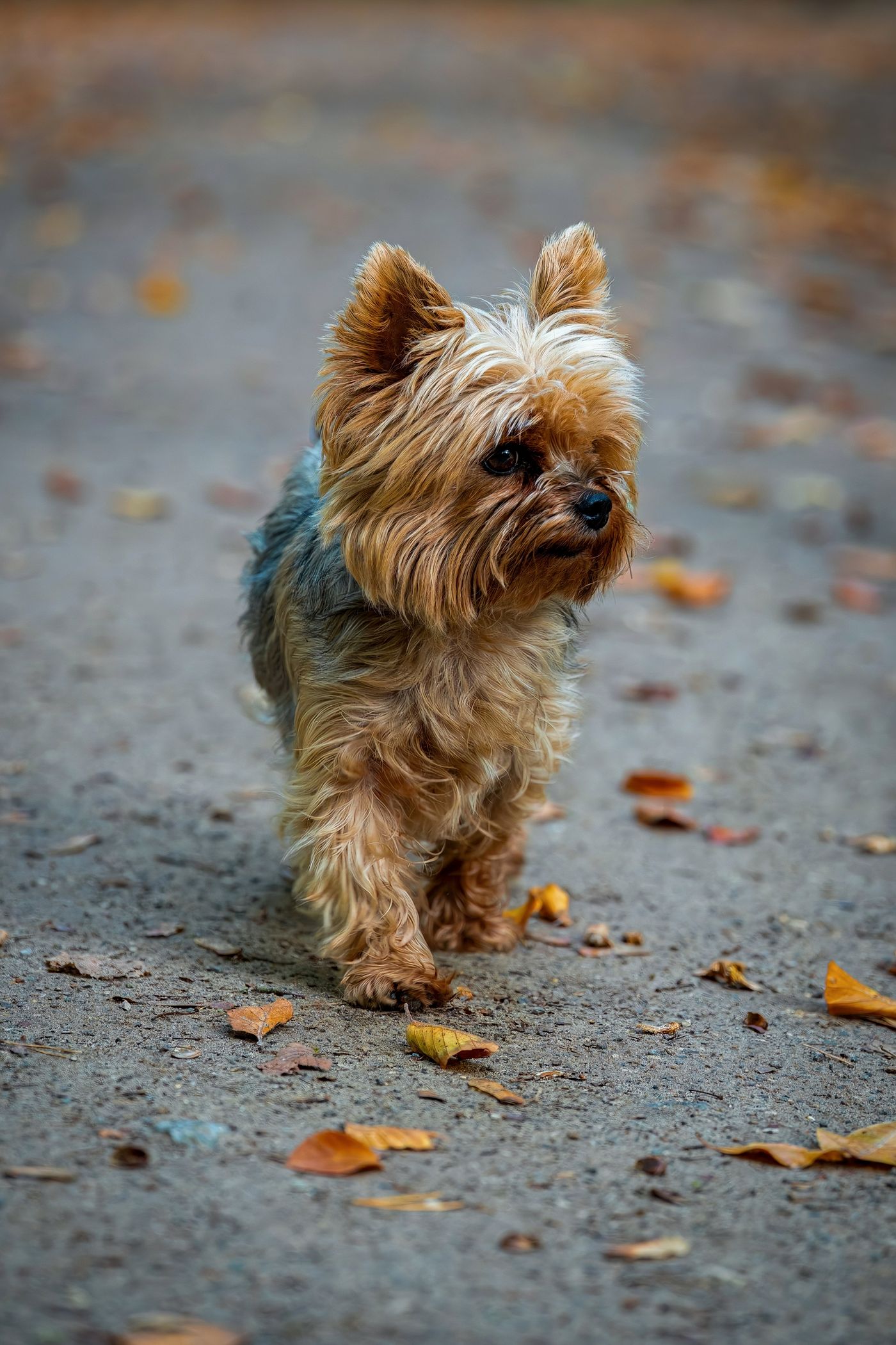 Milo, a steel-blue-and-tan Yorkshire Terrier puppy